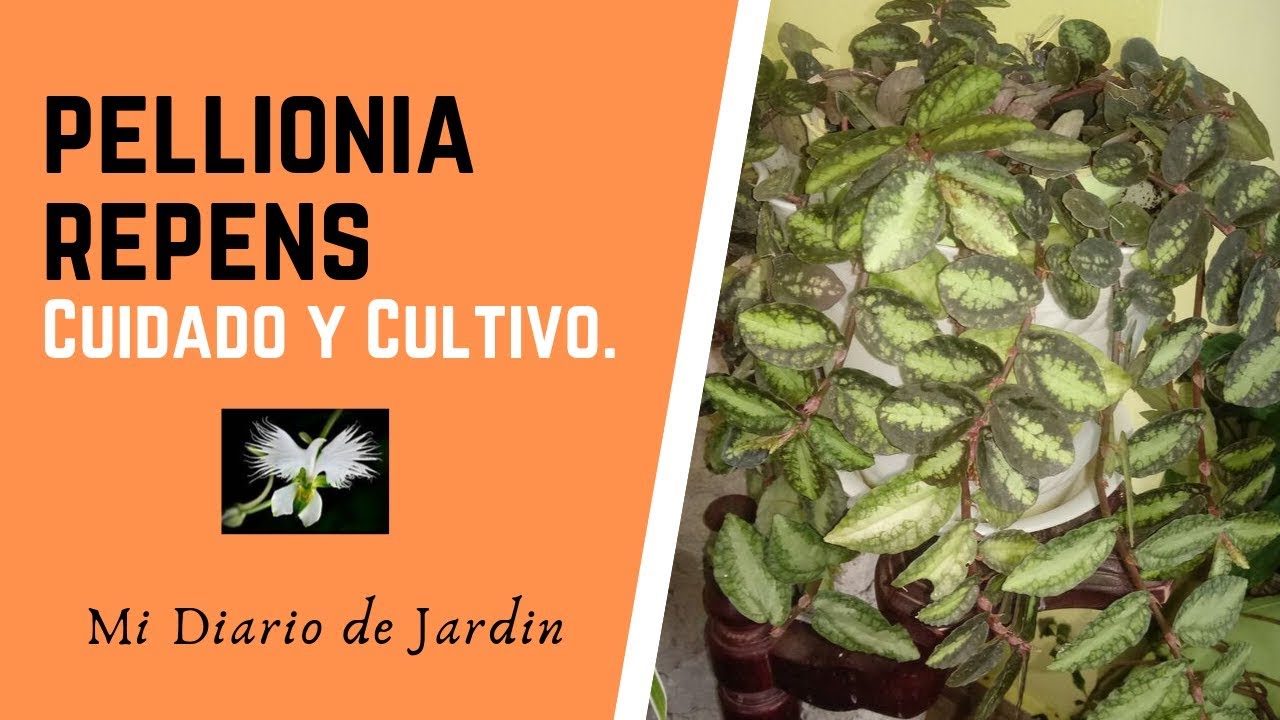 PLANTA PELLIONIA REPENS CUIDADOS Y CULTIVO, Mi diario de Jardin