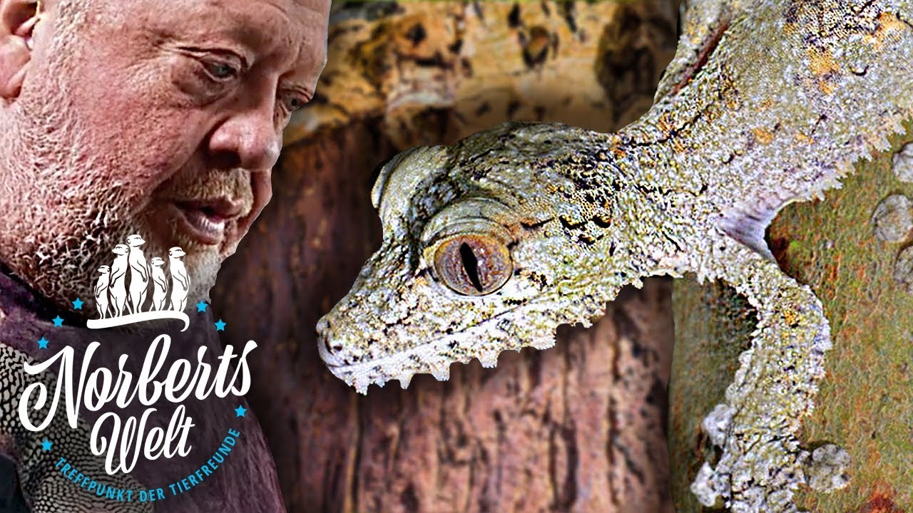 ULTIMATIVE Tarnung! | Der PLATTSCHWANZGECKO | NORBERTS WELT | Zoo Zajac