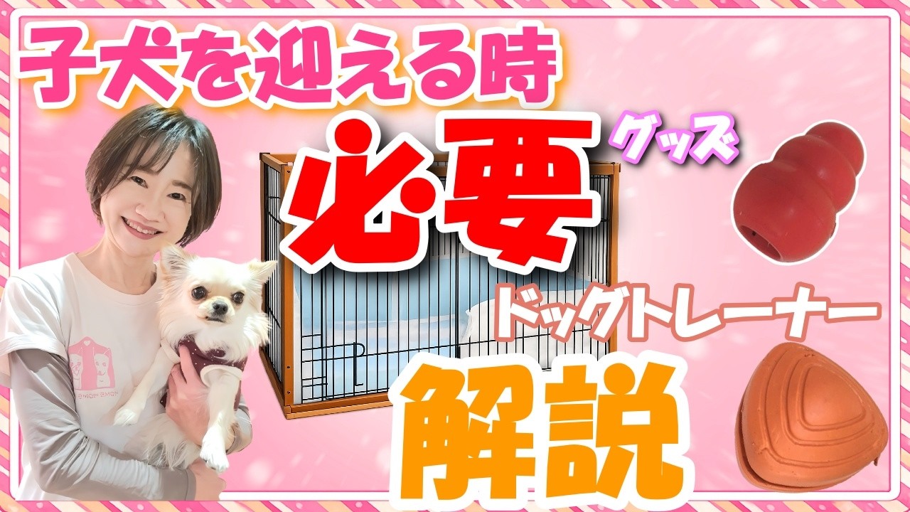 【はじめての子犬】迎える前の準備リスト決定版！必要なもの・必需品8選｜プロ厳選