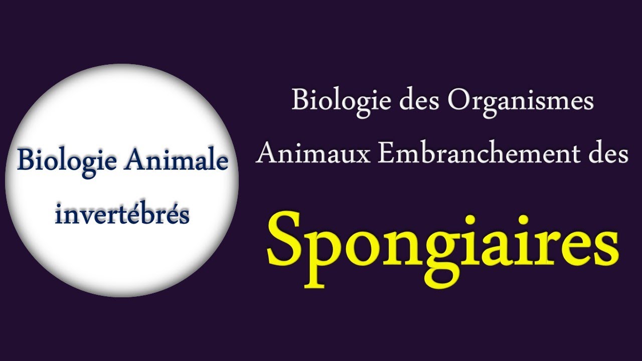 Biologie des Organismes Animaux Embranchement des Spongiaires