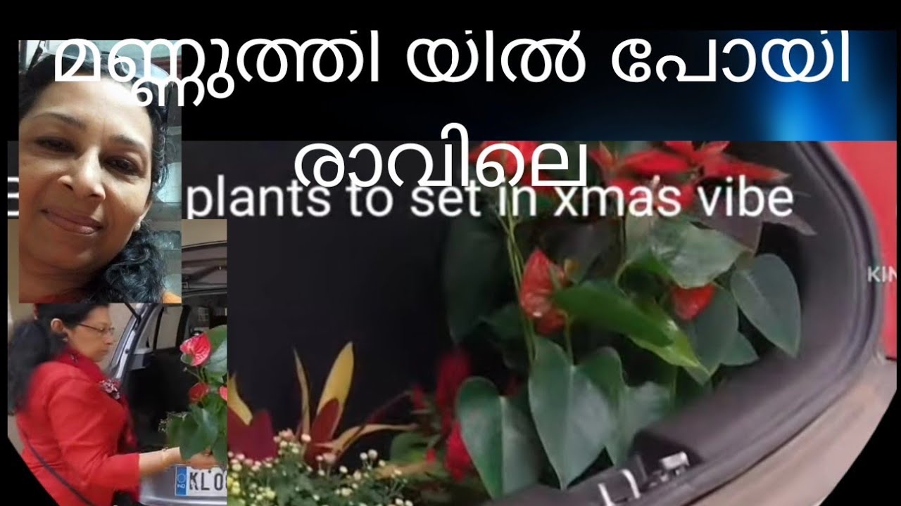 മണ്ണുത്തി nursery visit♥️poinsettia വാങ്ങാൻ മണ്ണുത്തിവരെ പോയി . വാങ്ങാം christamas chedikal