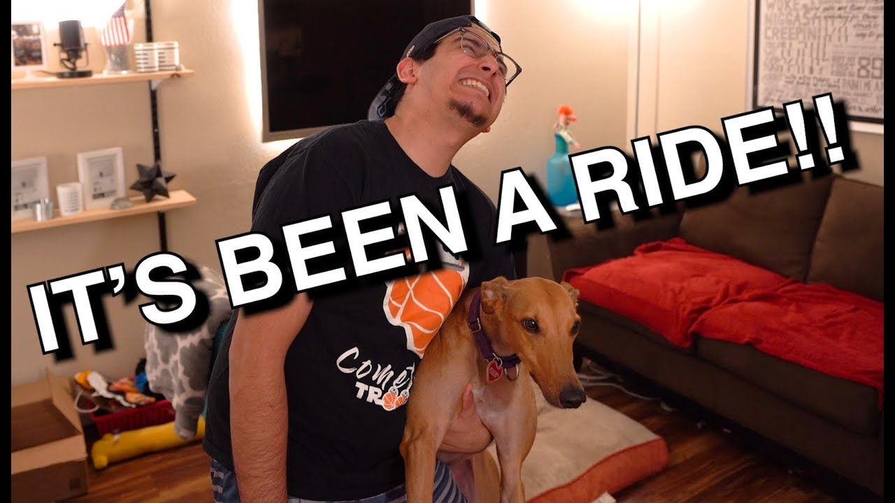Greyhound Adoption - One Year Later