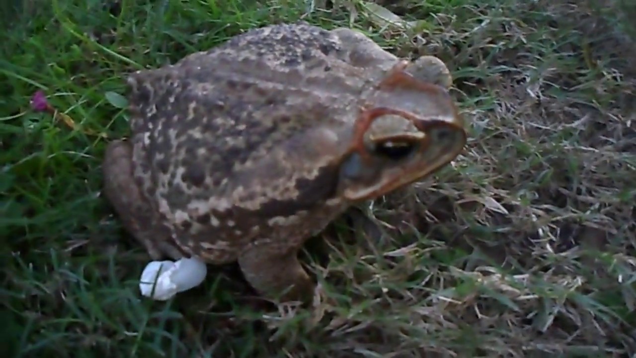 SAPO CURURU gigante real