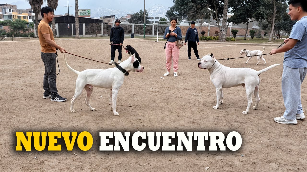 Perros de gran poder reunidos en el mismo lugar