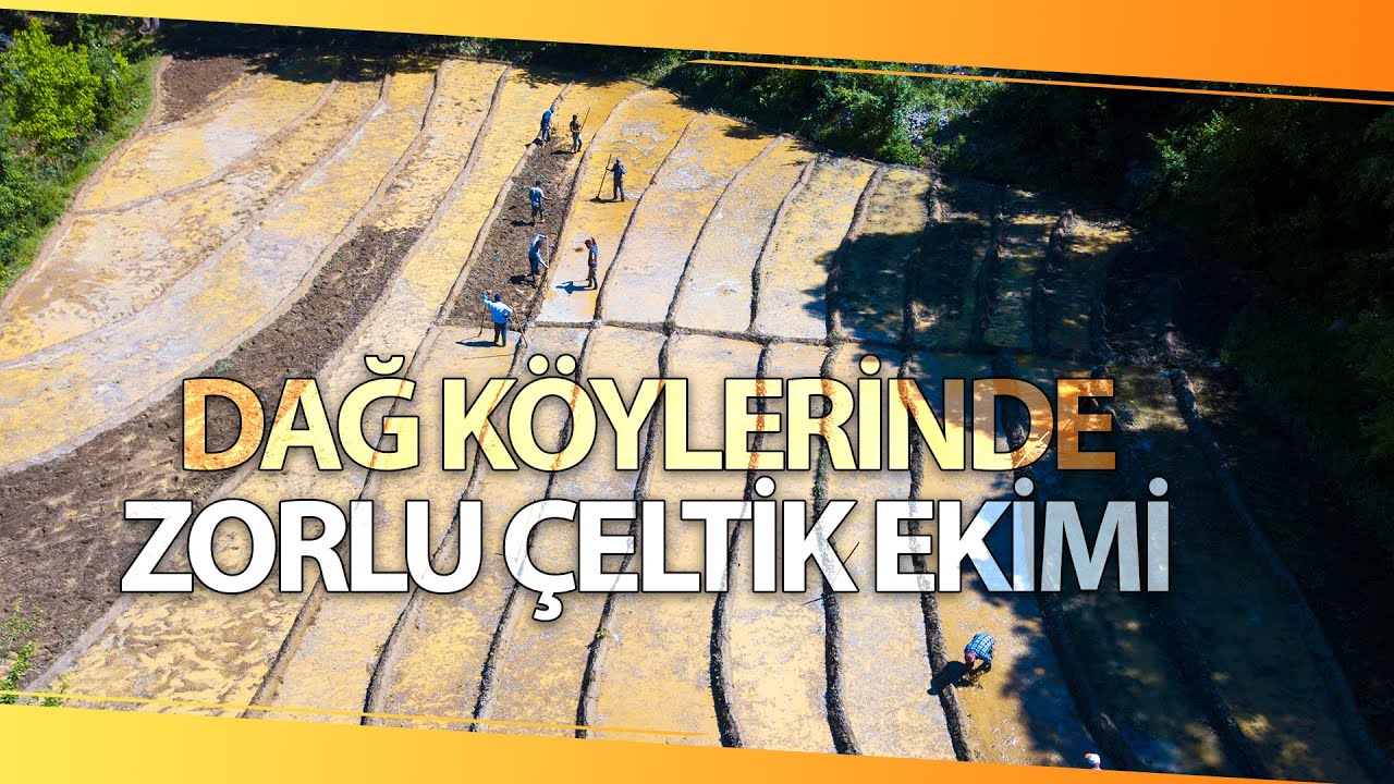 Dededen Kalma Yöntemlerle Doğal Çeltik Ekimi Yapıyor