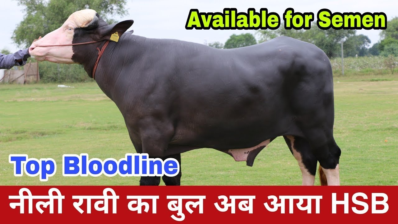 Bull   Paras Nilli Ravi Top Beauty with Milkline Bull is Available to Give Semen at HSB