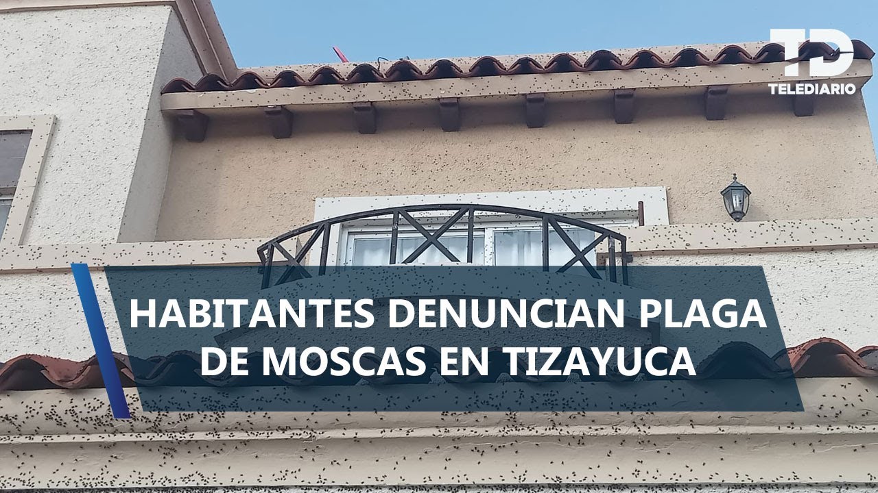 Habitantes denuncian nueve a&ntilde;os de plaga de moscas en fraccionamiento de Tizayuca