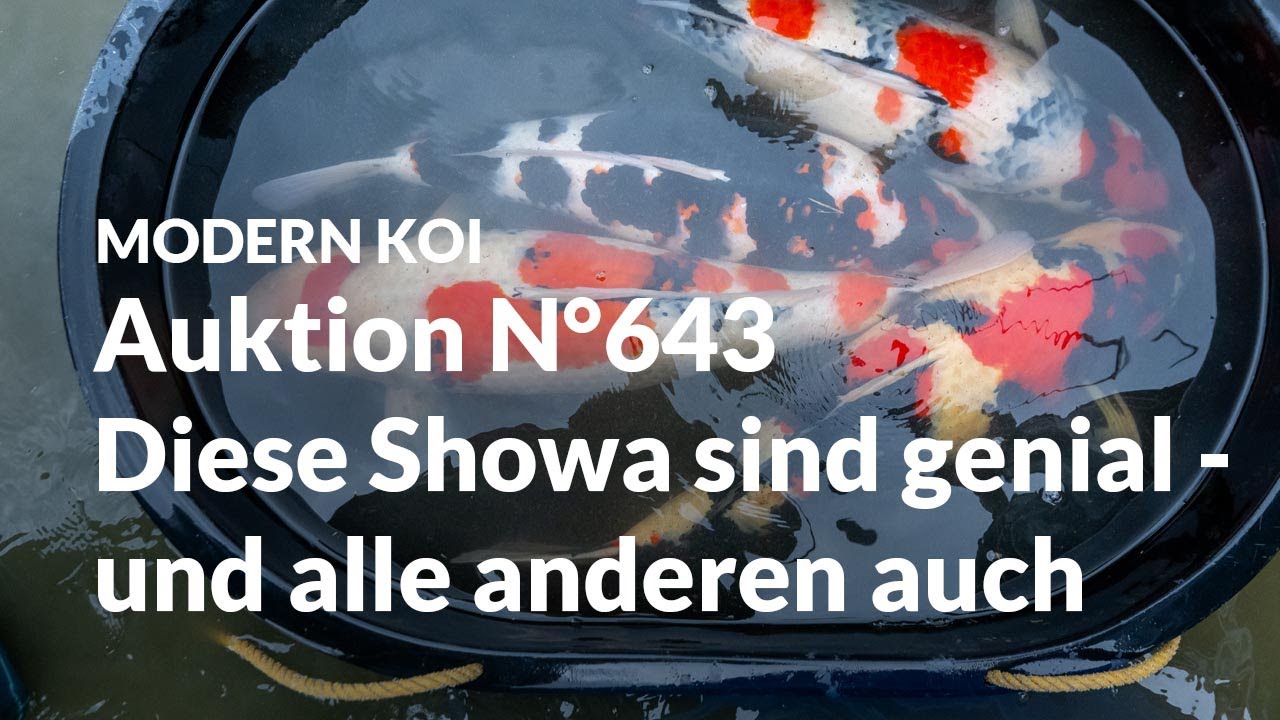 Konishi Koi News -  Alle Koi aus Auktion No. 643 im Detail erklärt