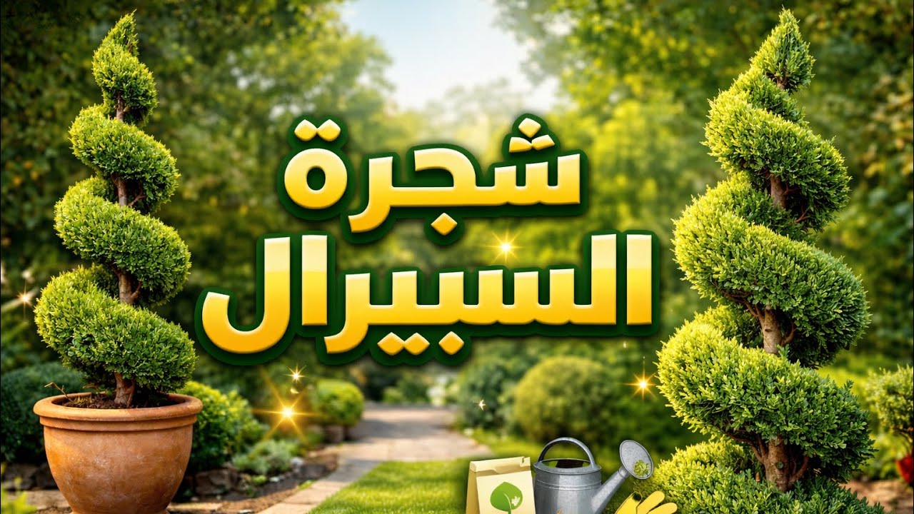 شجرة السبيرال… لمسة فخامة لأي حديقة + أهم نصائح العناية