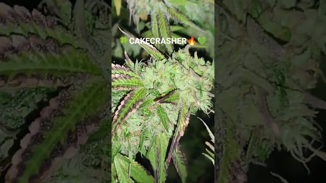 #medicine #education #ong #cultivonatural #420