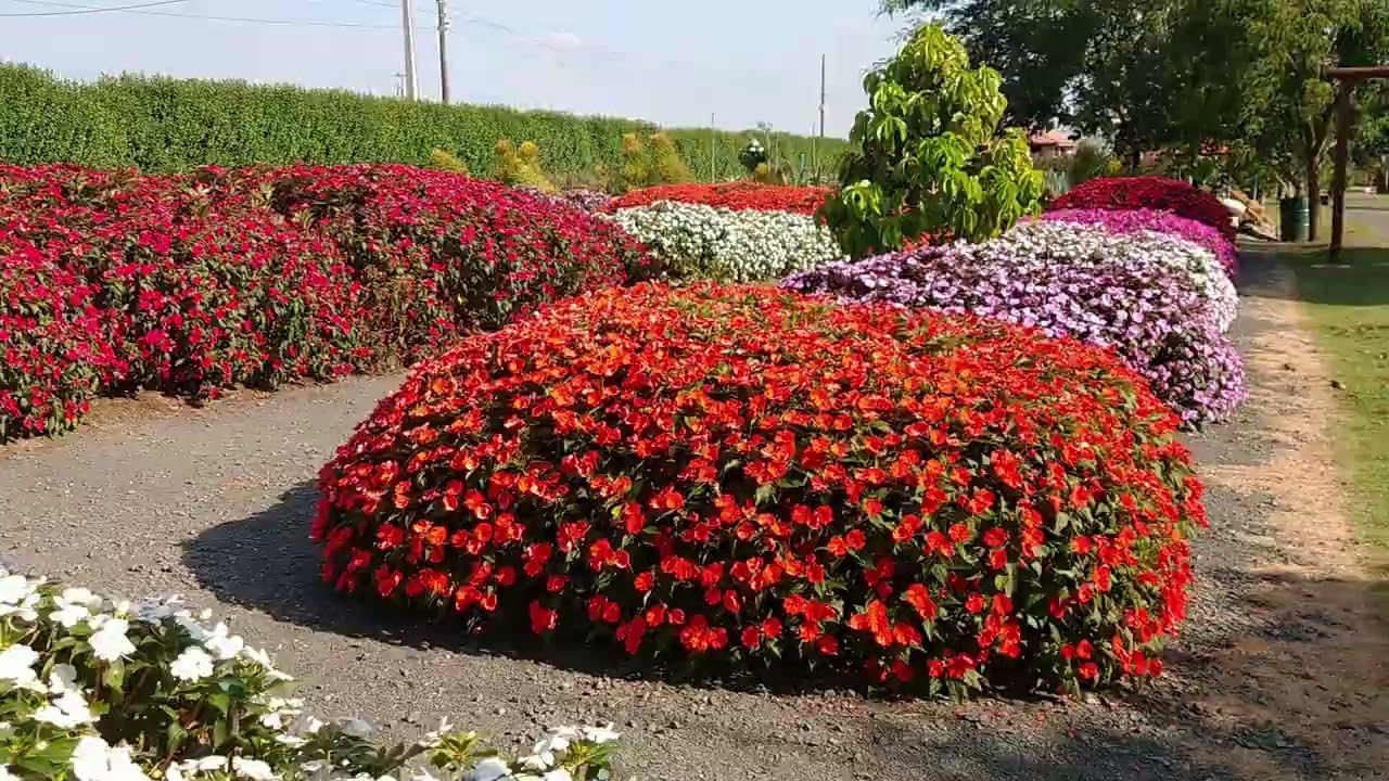 Bloemen Park - Holambra - SP