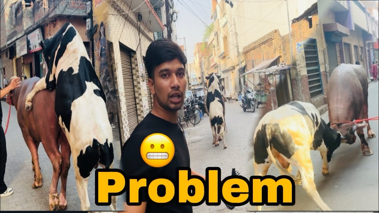 Sultan ke peeche saand kyo pad gaya || @Bull vlog