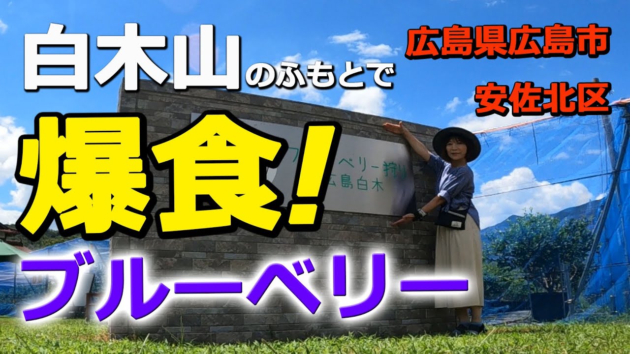 【白木山のふもとでブルーベリー狩り】女子必見！もちろんフルーツ男子も必見！#白木山ブルーベリー　2023/8/6