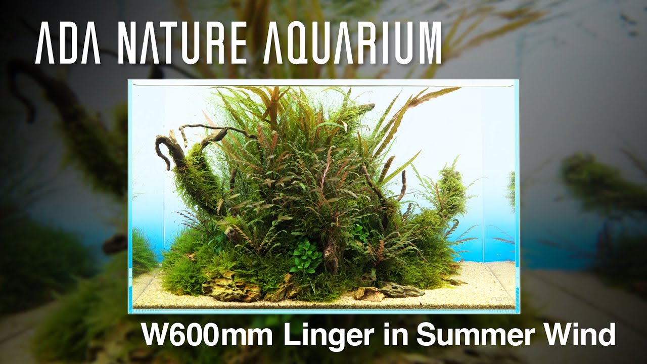 [ADAview] Linger in Summer Wind 夏風に佇む -W600mm Nature Aquarium Layout-【EN/JP Sub.】