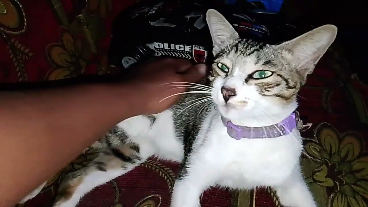 Tega bener yang mukul kaki pandu' #kucingsakit #kucing #hewanpeliharaan 