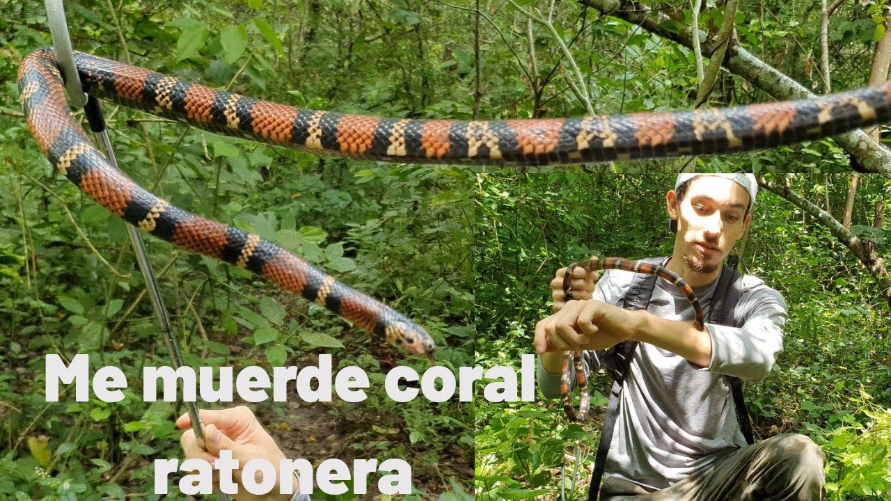 Falsa coral ratonera | ¿Qué pasa si me muerde? | Diferencias entre un coral  verdadero y uno falso.