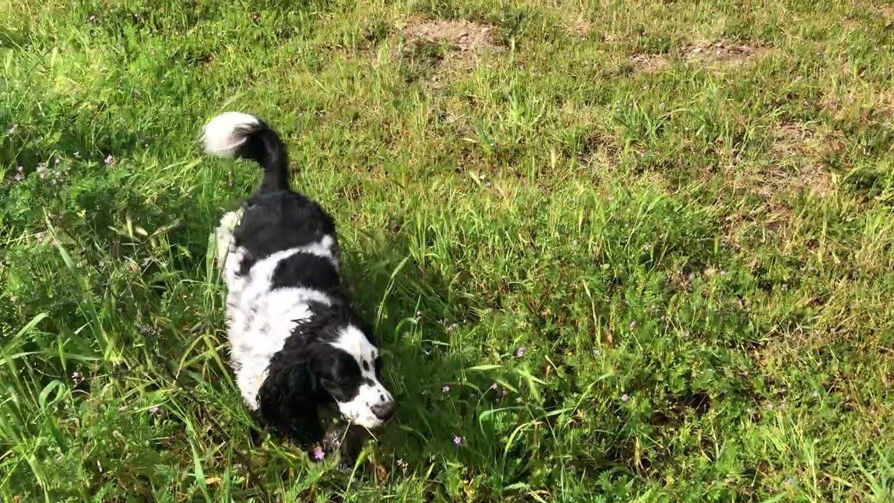 Dice Chasing a Rooster!! 😂🐶🐓
