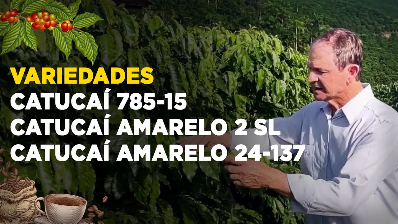 Café Catucaí: A Variedade Que Pode Transformar Sua Lavoura!