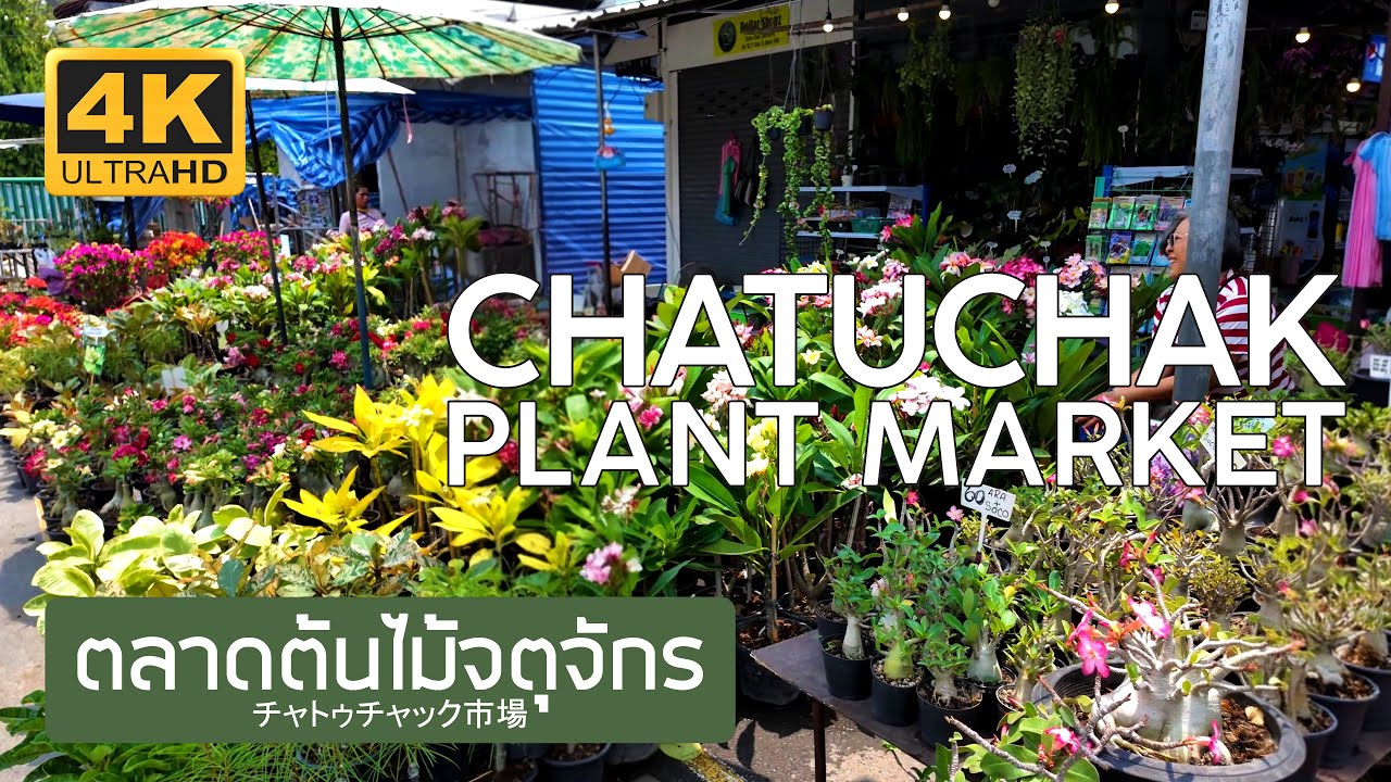 ตลาดต้นไม้จตุจักร 17 เมษายน 2568 Chatuchak Plant Market April 17th, 2025 チャトゥチャック市場 バンコク タイ