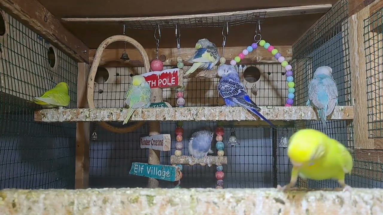 Parrot baby moments