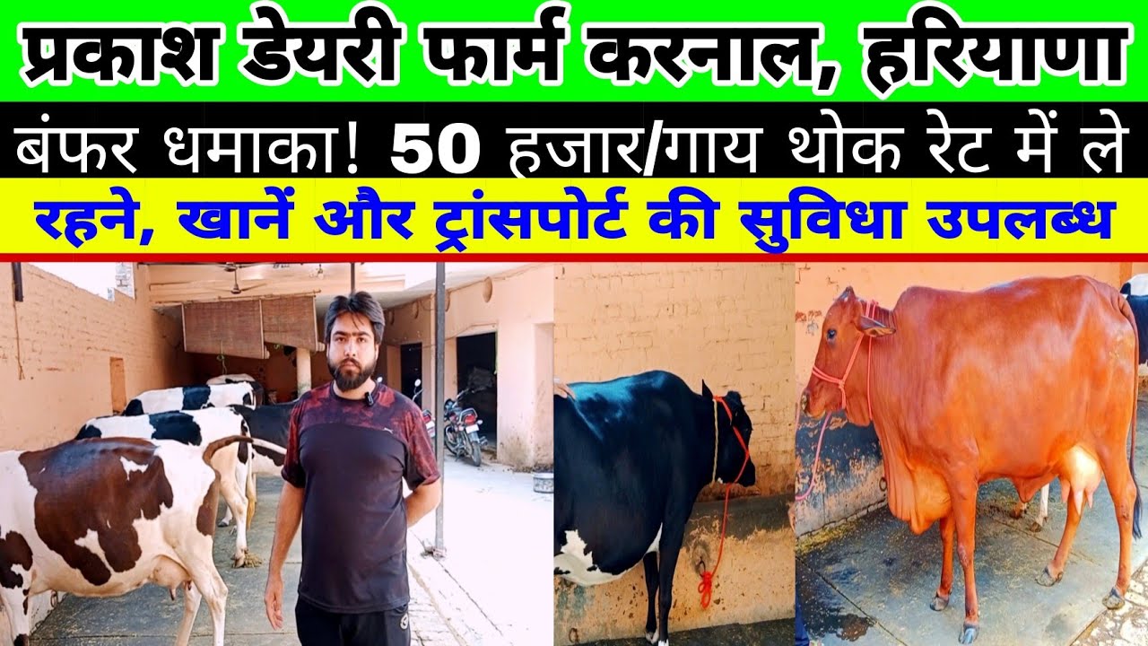 50 हजार की एक गाय थोक भाव में खरीदे || prakash dairy farm karnal || hf cross cow for sale karnal ||