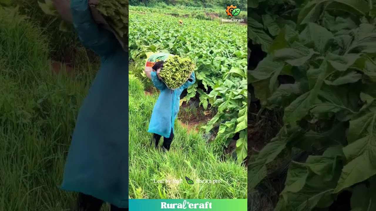Tobacco Leaf Haul GOALS! 🌿 These Farmers are STRONG! #tobaccoharvest #farminglife #strong #harvest