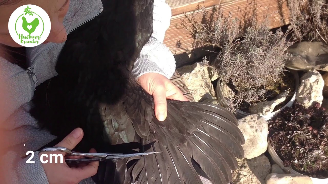 Huhn Fl&uuml;gel stutzen