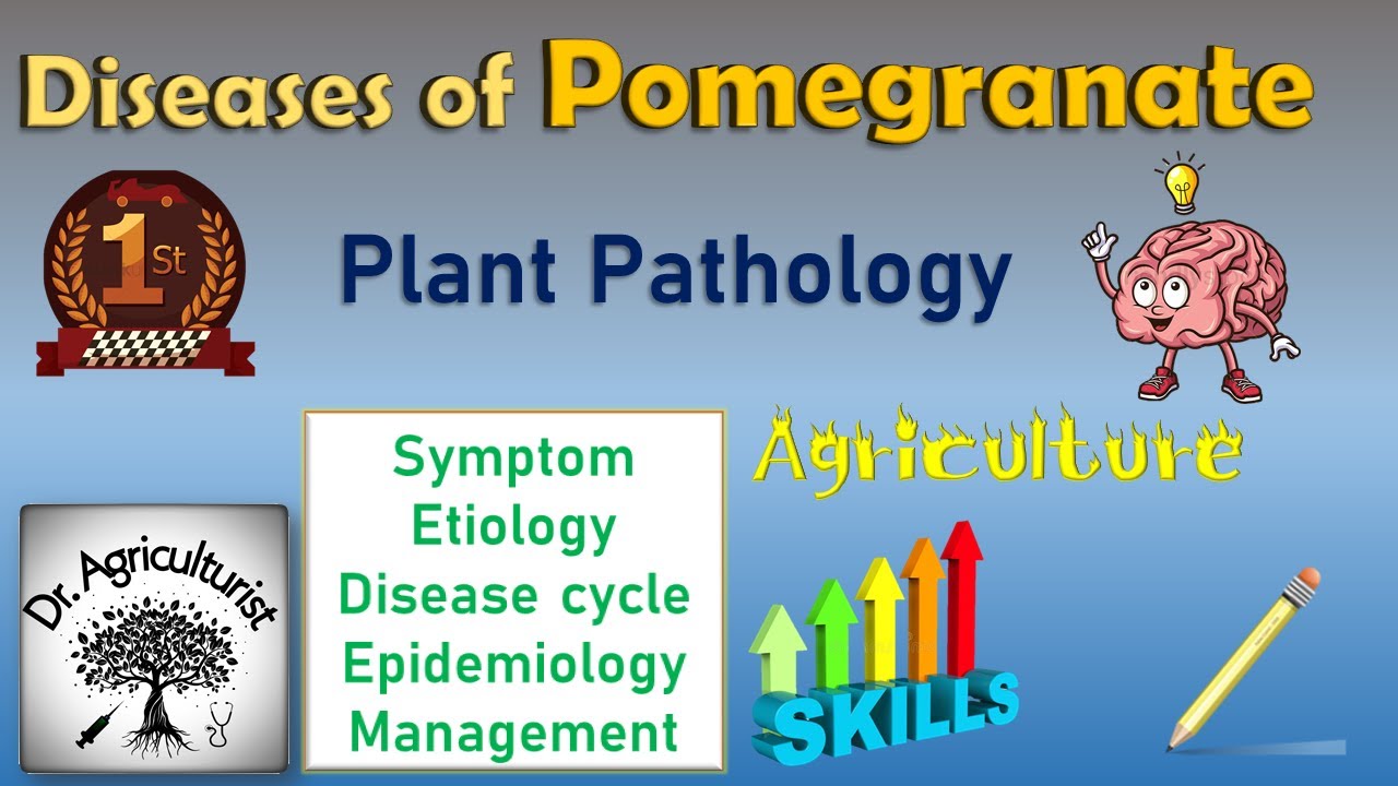L 18 | Diseases of Pomegranate |अनार | Bacterial leaf blight