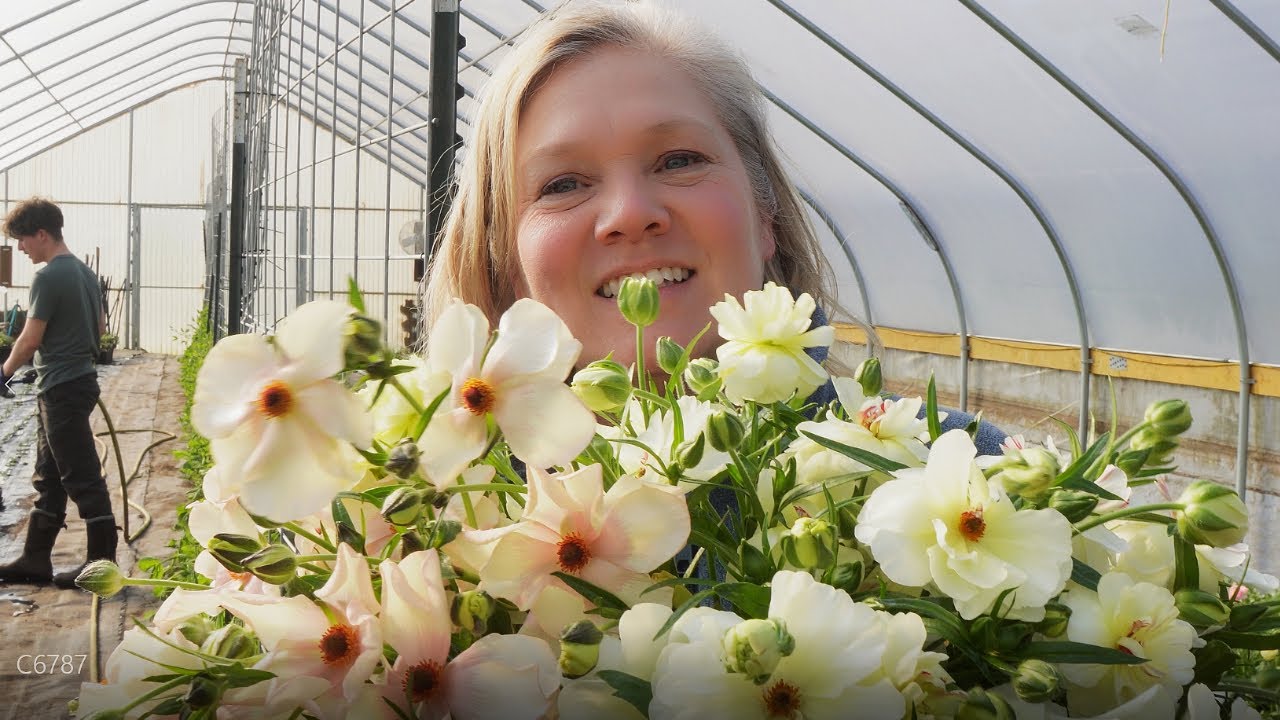 Growing Sweet Peas | Trellising and Propagating  | What's Blooming Tour