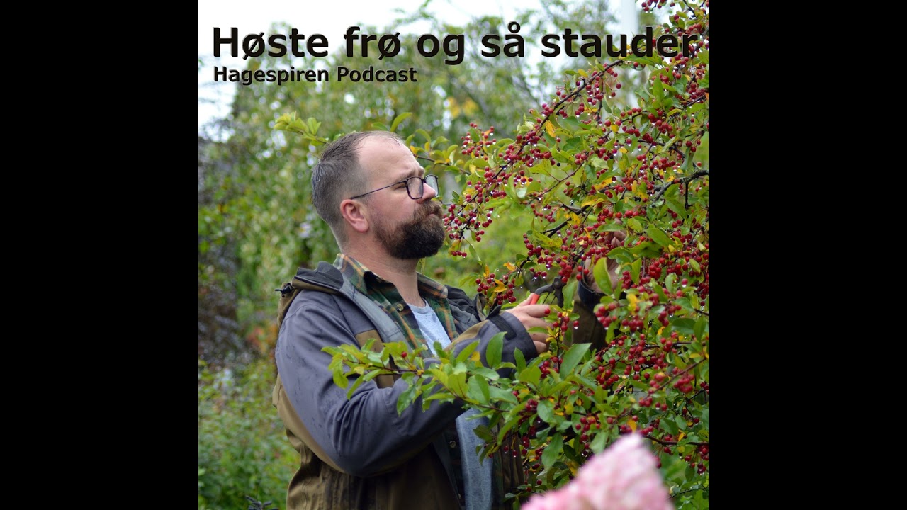 36/25: Tilbakeblikk - Høste frø og så stauder med Tommy Tønsberg