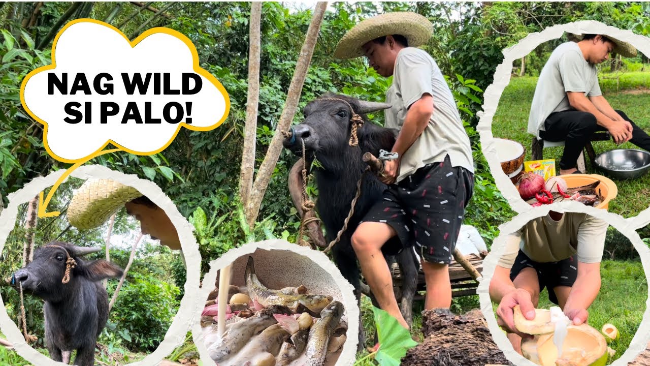 Hindi na naman ma-control ang Kalabaw nating si Palo+ Kinargahan natin siya ng Buhangin