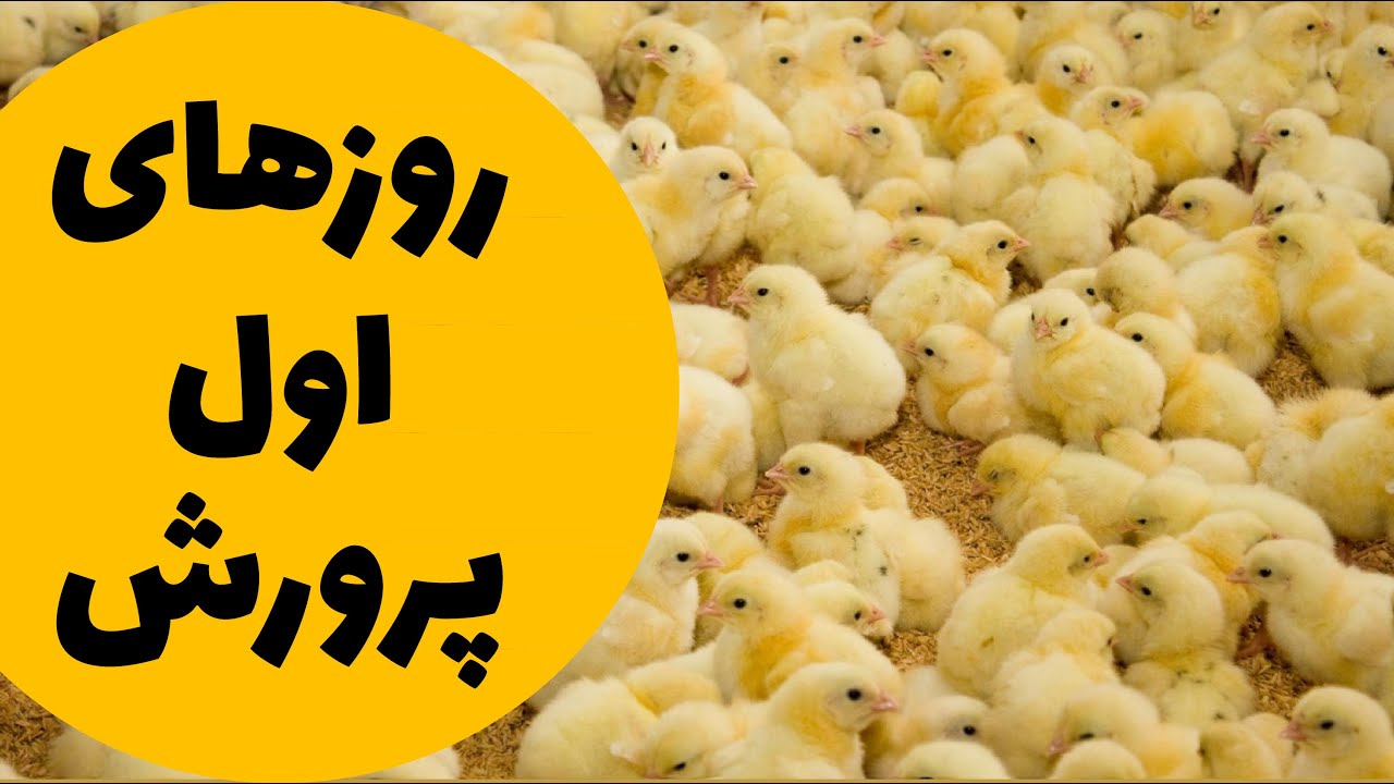 نکات مدیریتی در ارتباط با روزهای اول پرورش جوجه گوشتی