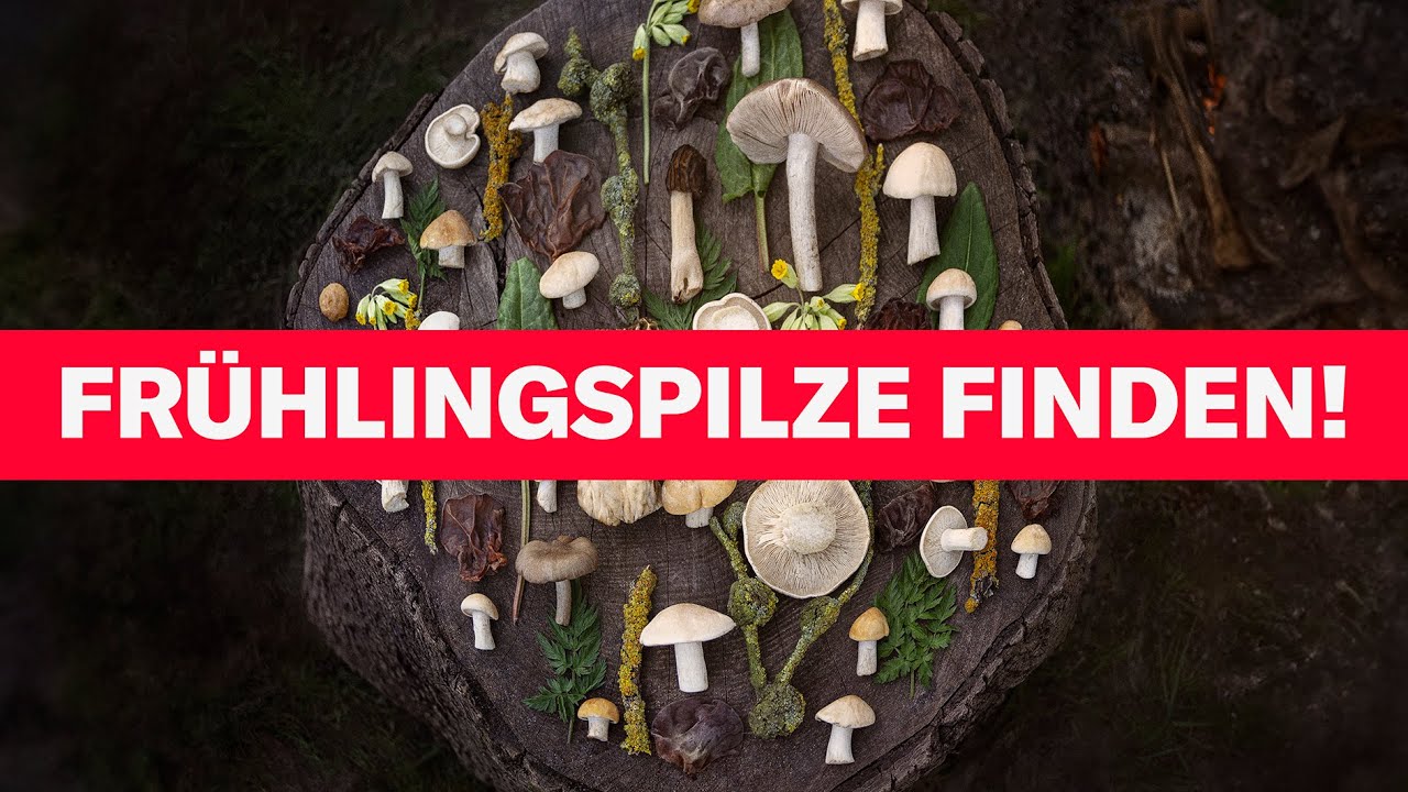 Diese Pilze findest Du im Frühling!!!