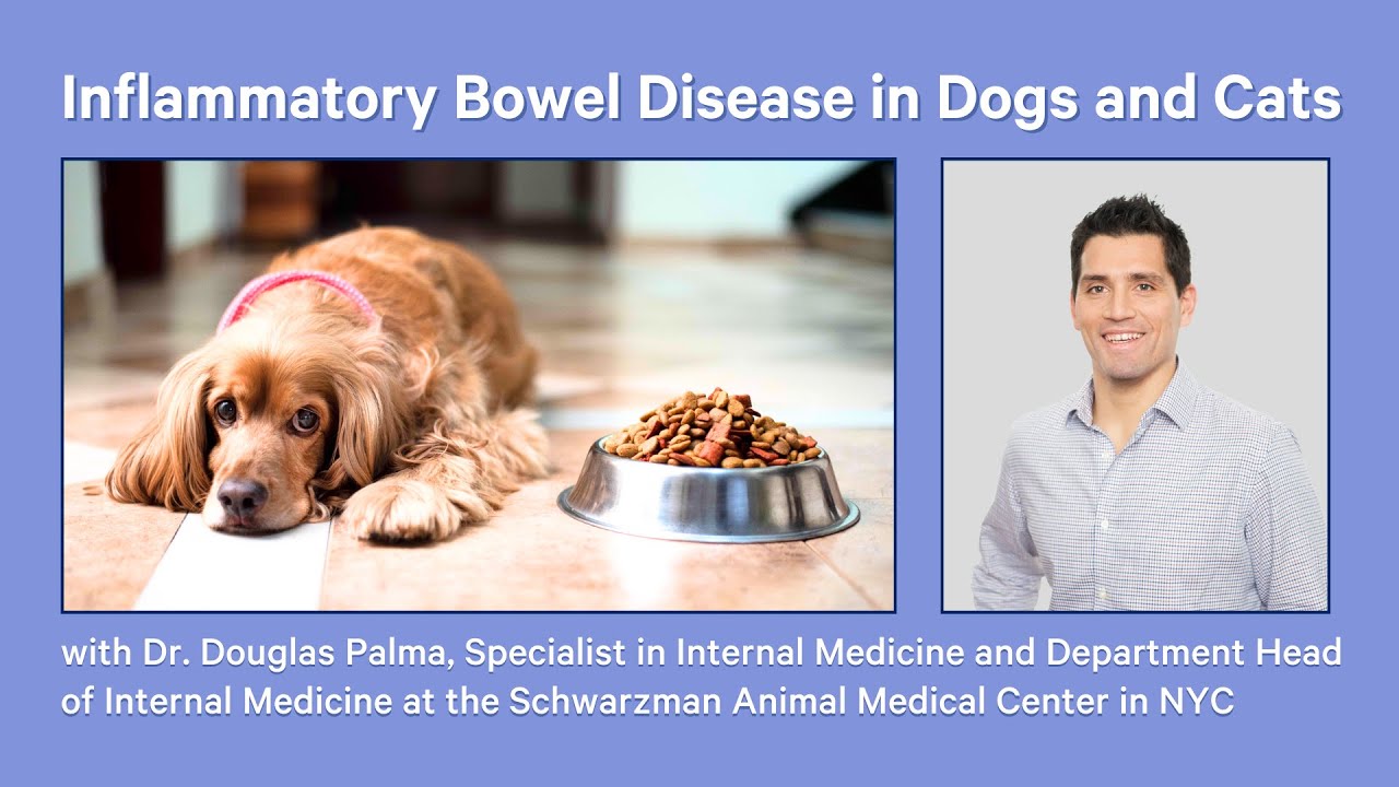 Inflammatory Bowel Disease (IBD)