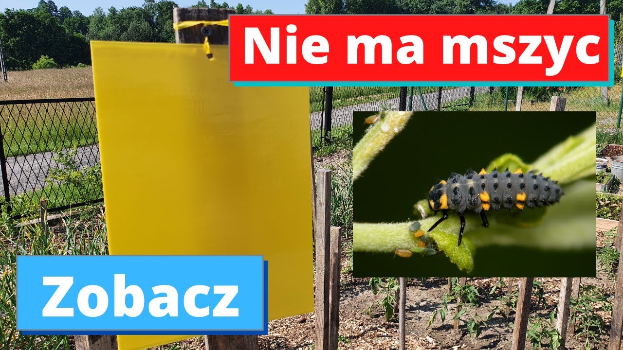 Nie mam mszyc