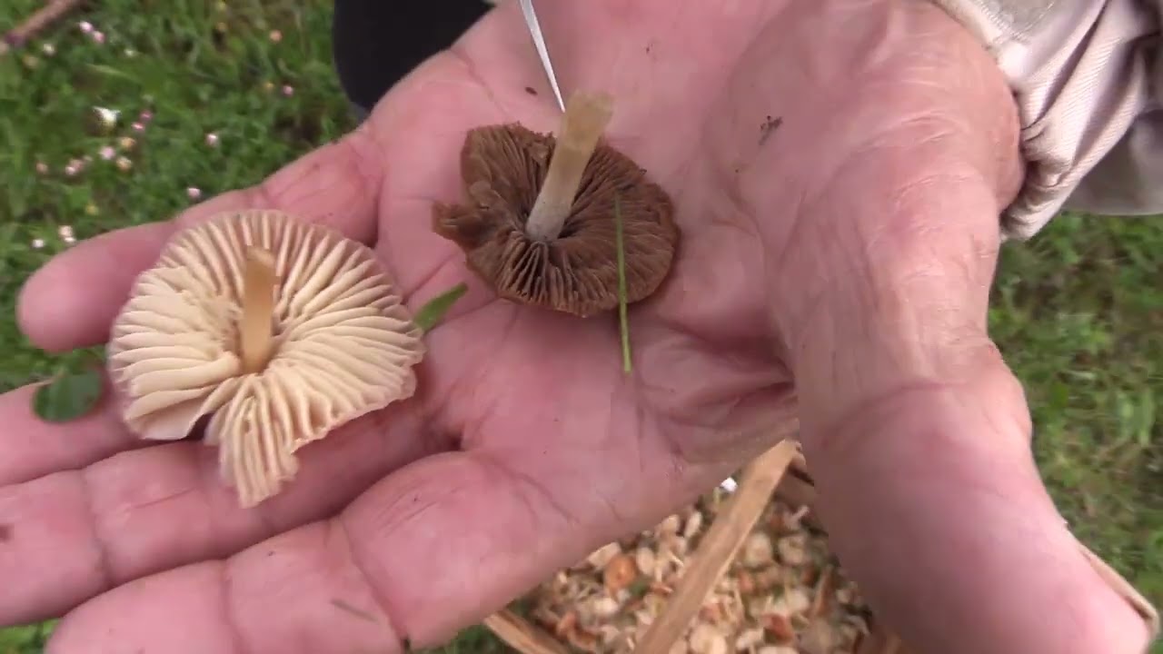 MICOLOGIA | PLEUROTUS NEBRODENSIS | 25.3.2023