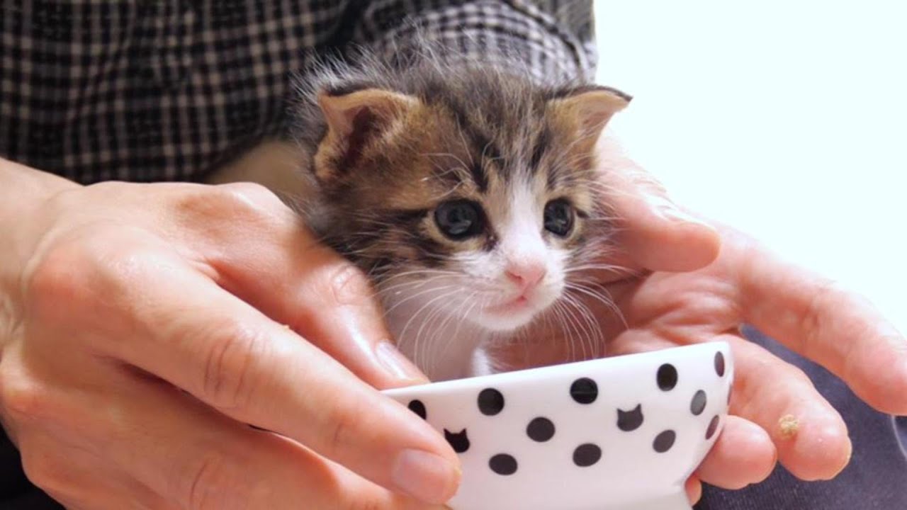 Котёнок убежал, сказав: «Я не люблю детское питание!» [Котенок, кот под защитой]