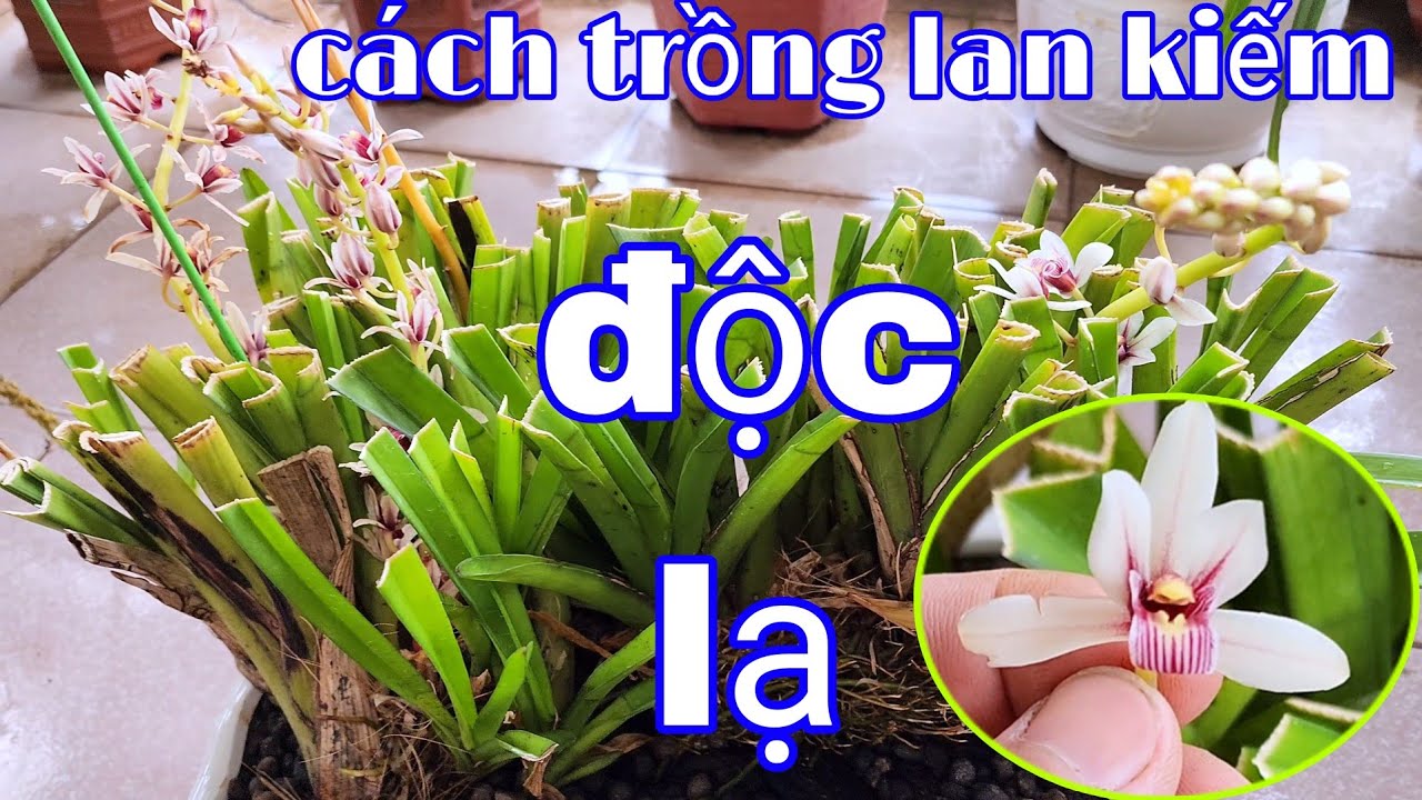 Kích hoa cho lan kiếm không phải ai cũng biết, giá thể trồnglan kiếm | phong lan rừng phúc vân