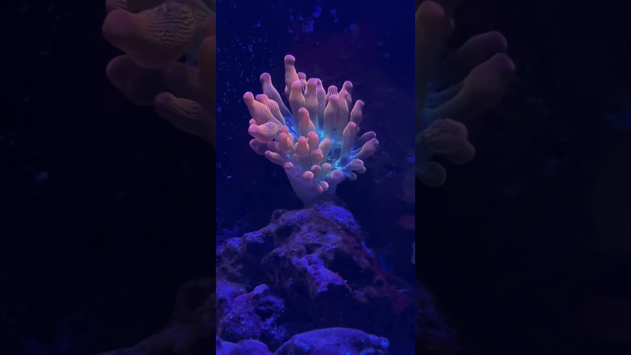 Neglecting my Reeftank