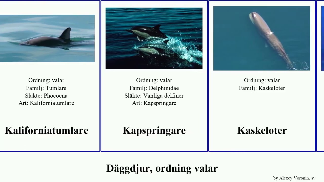 Däggdjur, ordning valar näbbval delfin mammal australis Hectors fenval Atlantvitsiding Longmans