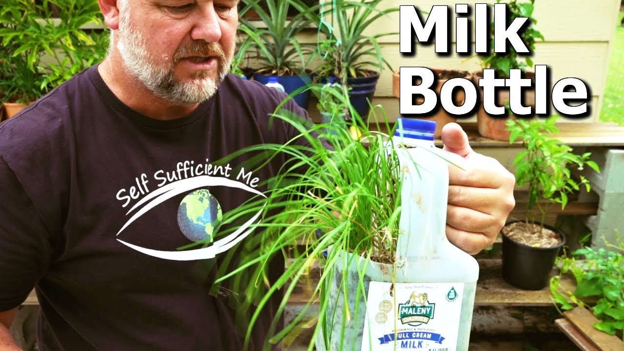 What Happened to the Growing Vegetables in Milk Bottles Experiment