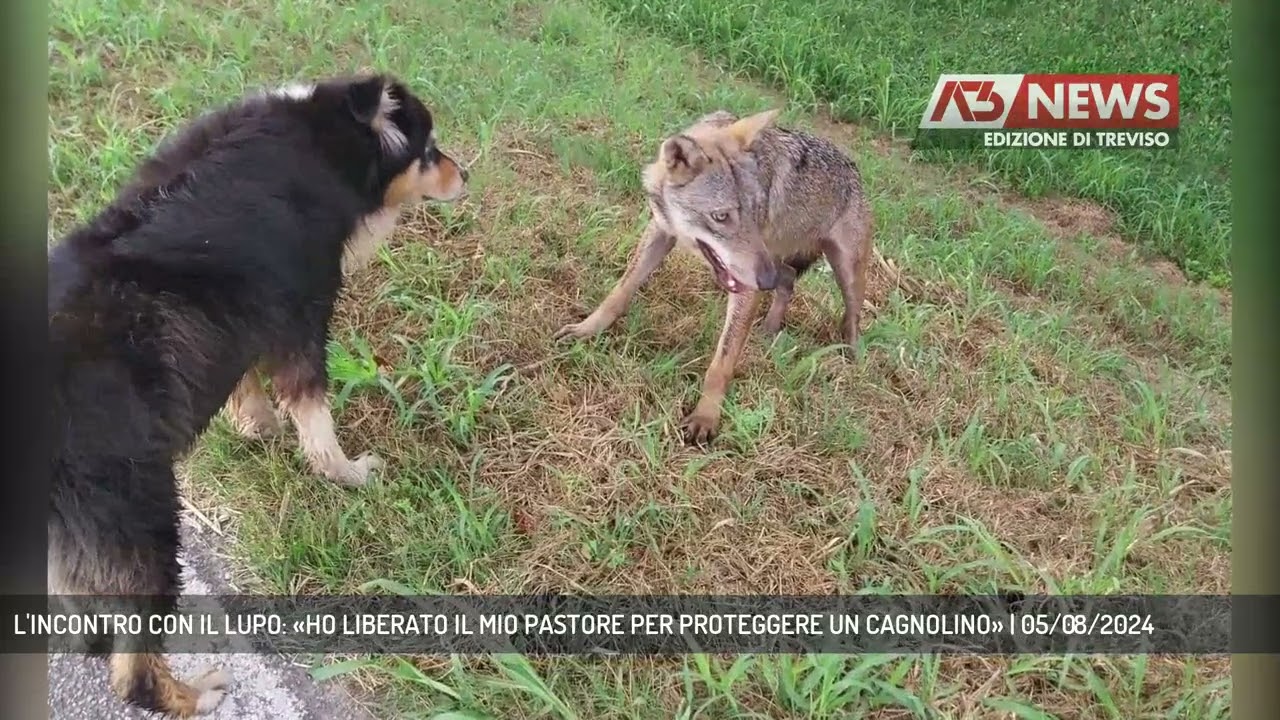 L'INCONTRO CON IL LUPO: «HO LIBERATO IL MIO PASTORE PER PROTEGGERE UN CAGNOLINO» | 05/08/2024