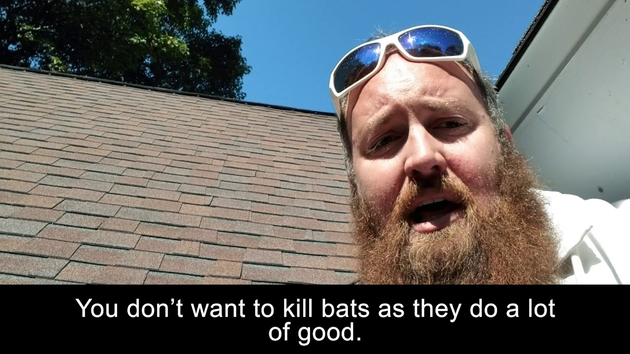 Bat Extruders: How to Get Bats Out of Your Attic