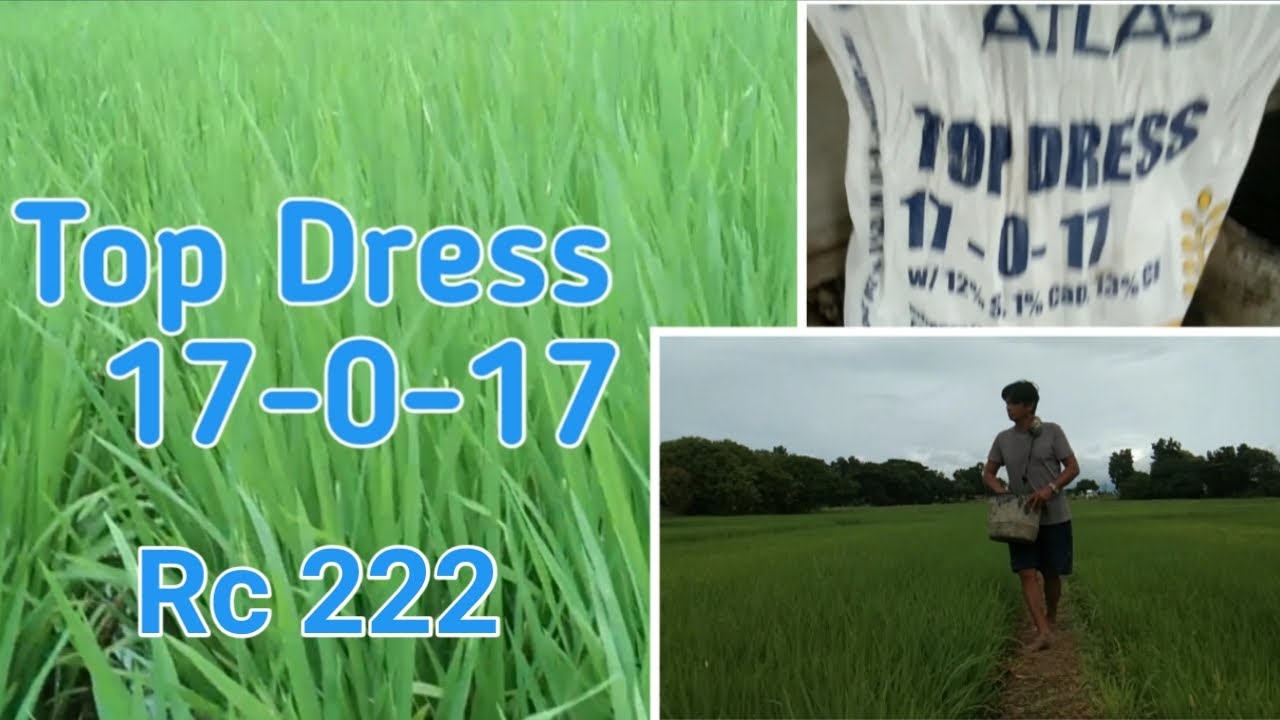 Top Dress Atlas 17-0-17/50DAS/Rc222/Wet Season