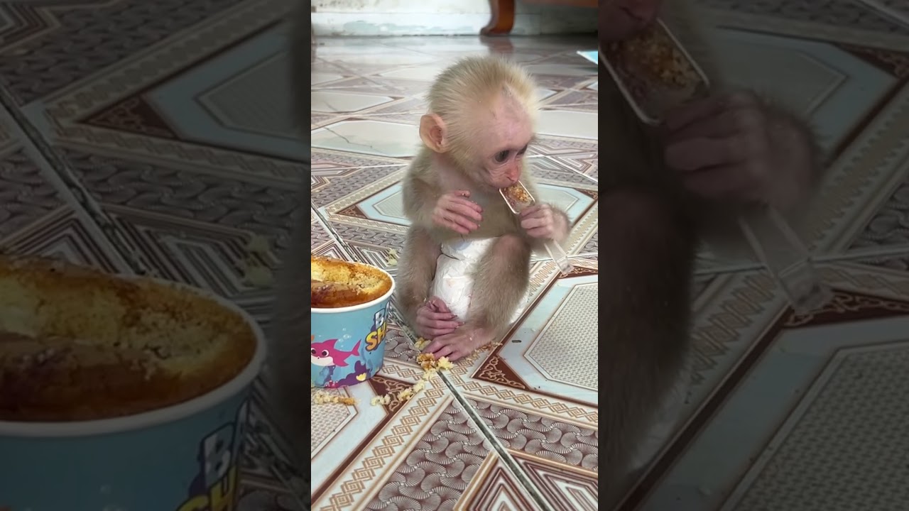 Xuka sitting obediently eating cake is so cute #monkeyfamily #monkeysr #babymonkeybobby