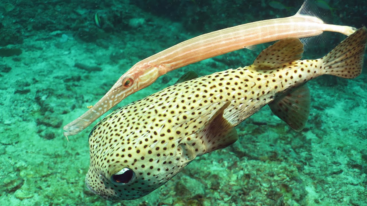 Diving on Ko Lipe , November 2014