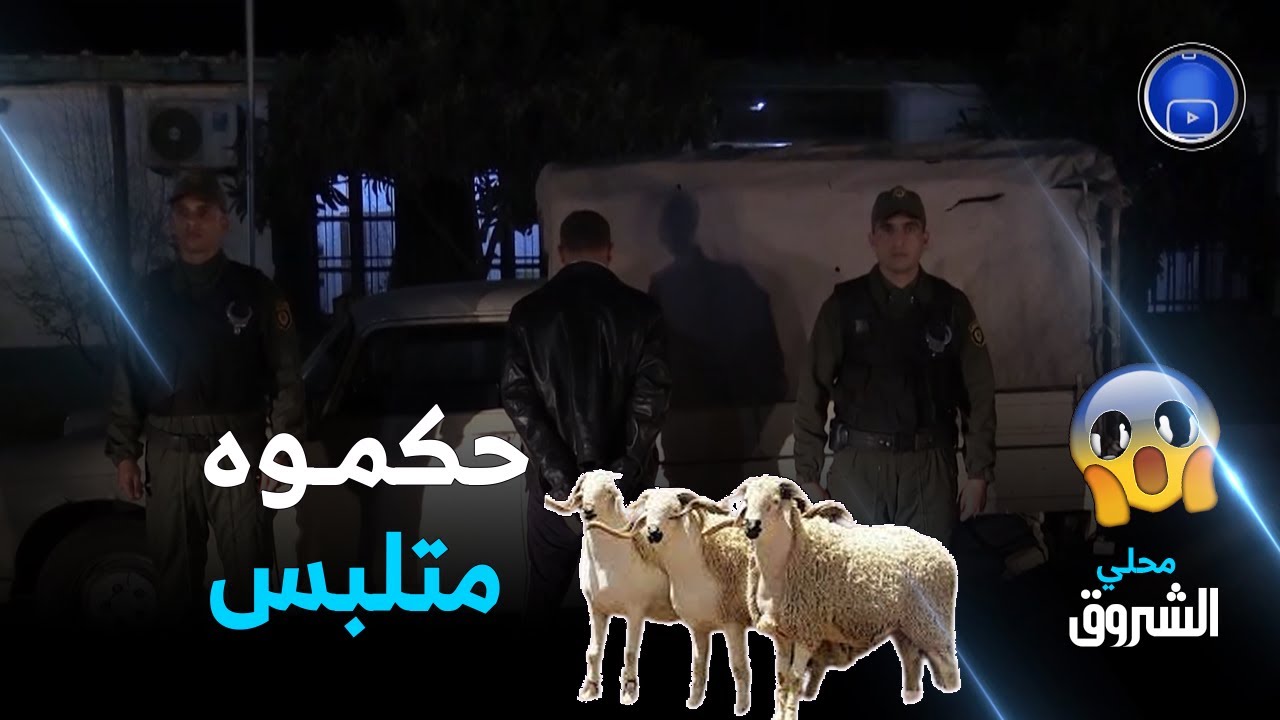 #شاهدوا .. سارق الغنم يقع بين يدي الدرك الوطني بعين الدفلى