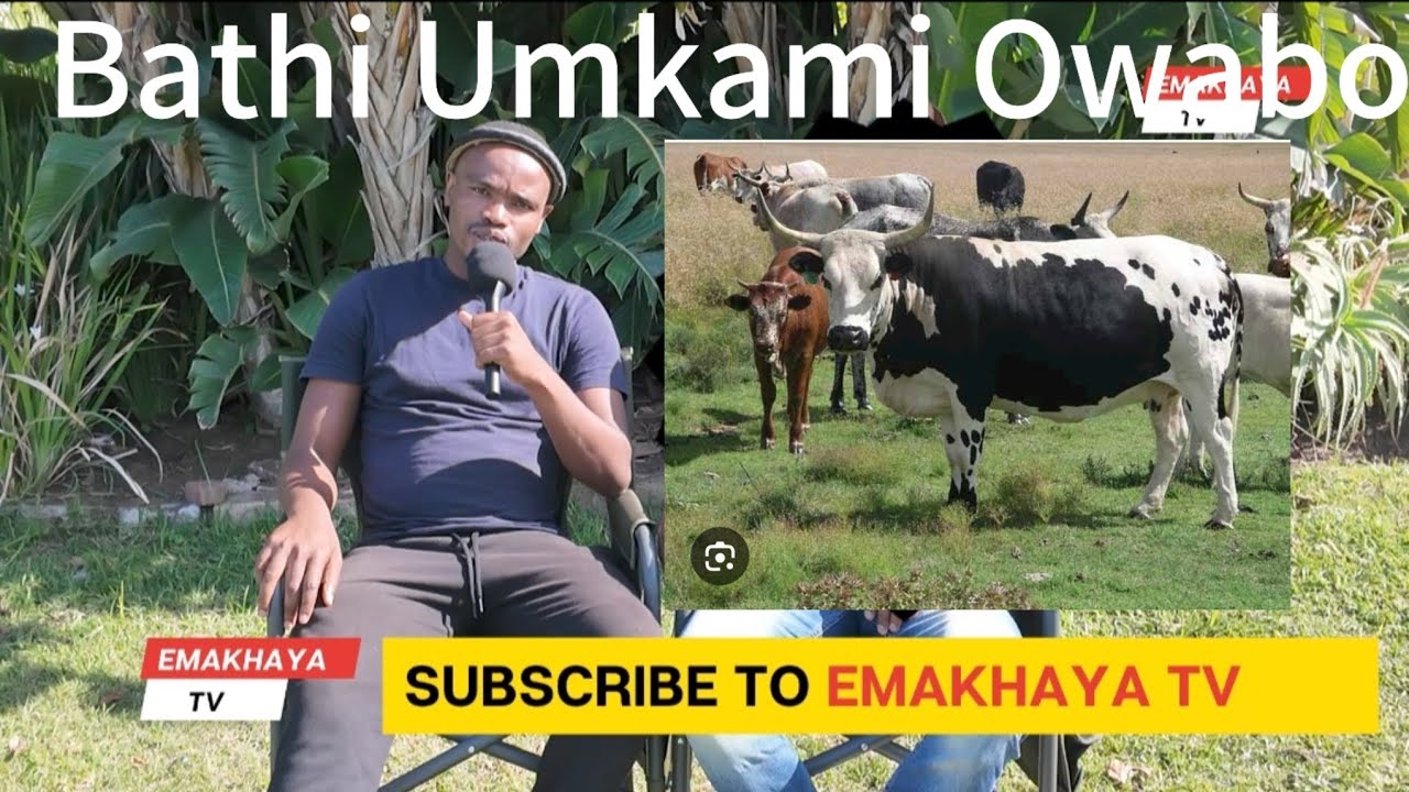 Ifa Lezinkomo 💔: Osisi Bami Bahlukumeza Umakoti Wami Ngoba Alotshololwa Ngezinkomo Zabo.