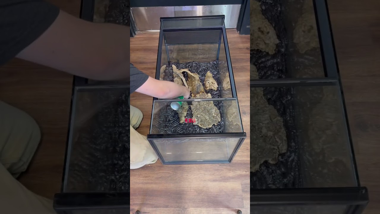 Bioactive Background Build #everevolvingexotics #reptileshop #tutorial #crestedgeckos #reptiles