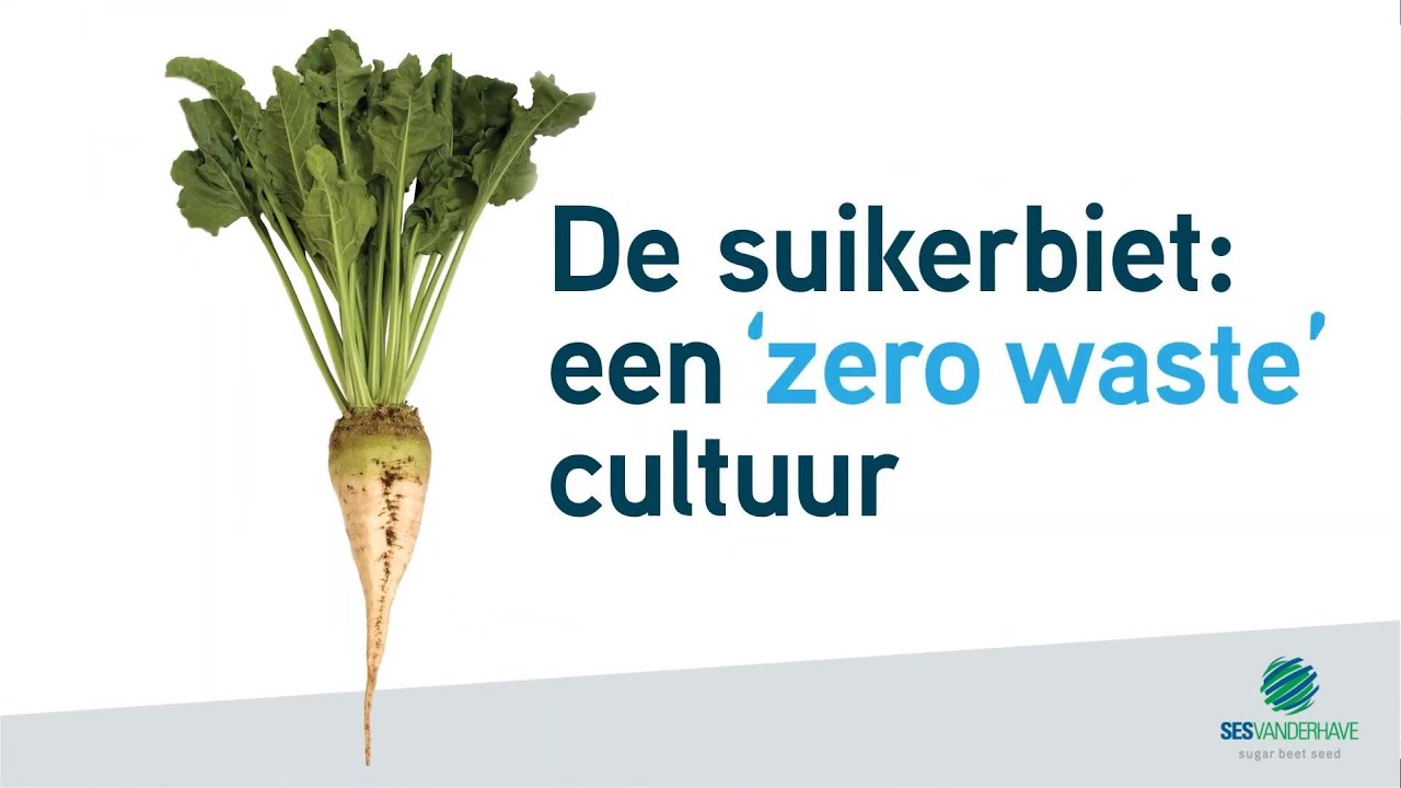 SESVanderHave - De suikerbiet: een 'zero waste' cultuur